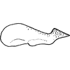 Pygofer appendages on Empoascanara (Empoascanara) yaya Dworakowska, 1992: Pygofer appendages. (Observation).