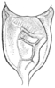Arethaea coyotero Hebard, 1935: Pl. 6 fig. 1. male, stridulating field of tegmina, dorsal view. (Otu).