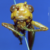 CollectionObject 1520503; a2a34595-2e09-4685-b89b-45fc3145ddc6: female, frontal view. (CollectionObject).