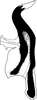 Aedeagus, lateral view on Emelyanoviana mollicula (Boheman, 1845): Aedeagus, lateral view. (Observation).
