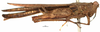 CollectionObject 1577270; OUM 725 3/3, b5cd880f-5bc2-4a5a-952b-895086bbb848: female, lateral view (paralectotype). (CollectionObject).