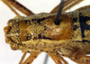 CollectionObject 1502543; ebb4be18-fb03-41a6-a217-9c532a24b9fb: male pronotum, dorsal view (paratype). (CollectionObject).