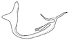 Aedeagus, lateral view: !! display not done !! on Frequenamia guerrera DeLong, 1947: Frequenamia guerrera, aedeagus, laterally. (Observation).