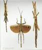 CollectionObject 1557002; 581a4477-6b4d-4af5-90d4-cd61c2d89e2f: copyright MNHN, Paris. male of synonym Achrioptera intermedia (holotype, on left). (CollectionObject).