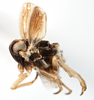 Habitus, lateral view on Delphacodes kuscheli Fennah, 1955: (Observation).