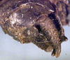 CollectionObject 1517010; b5e1bf13-9a48-443e-ac2f-50fa22a81056: male cerci (holotype). (CollectionObject).