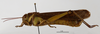 CollectionObject 1588735; 5e7ba088-f674-4b38-a624-680ee8ec770a: male, lateral view. (CollectionObject).
