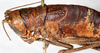 CollectionObject 1576660; NMW 11400, 1472b57d-4e77-4f96-a013-fda45a0e9f1f: female, dorso-lateral view (syntype). (CollectionObject).