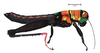 Panamacris magnifica (Hebard, 1924): male, lateral view. (Otu).