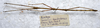 Carausius tanahrataensis Seow-Choen, 2000: copyright LKCNHM, Singapore. male, dorsal view (paratype). (Otu).