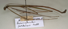 CollectionObject 1559560; ae1ba1b3-4172-4de5-a8c5-1ce940534a04: copyright NMW, Vienna. male Paramyronides perakensis, lateral view (paralectotype). (CollectionObject).;CollectionObject 1559561; 5672801c-c8df-4534-985c-9377beb7d24d: copyright NMW, Vienna. male Paramyronides perakensis, lateral view (paralectotype). (CollectionObject).