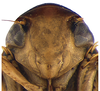 Head on Coarctana occultata Domahovski & Cavichioli, 2023: Male holotype [MUSM]: head, ventral view. (Observation).