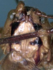 CollectionObject 1531898; 81ac4214-7d41-4be0-823f-1afc1d1a21f3: female face (holotype). (CollectionObject).