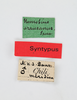CollectionObject 1506067; 83fd58c7-45d4-404a-84f3-d42a732b1a2c: Male. Syntype. Chile. Labels. (CollectionObject).