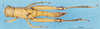 CollectionObject 1537582; e88c3f6c-9742-4fa6-bc49-79666e58b417: female, dorsal view (holotype). (CollectionObject).