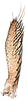 Subgenital plate, ventral view on Bundera onukiiformis Dietrich, Nguyen & Pham, 2020: holotype, ventral view. (Observation).