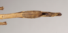 CollectionObject 1557945; 82488c0f-5e00-477b-9c3f-05536d232a06: copyright Natural History Museum, London. female: end of abdomen, ventral view (paratype). (CollectionObject).;CollectionObject 1557946; c99e70f7-516a-4c8c-9245-478afe0d9f52: copyright Natural History Museum, London. female: end of abdomen, ventral view (paratype). (CollectionObject).