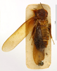 CollectionObject 1587146; MNHN(SF IMPORT DUPLICATE) MNHN-EP-EP1010, ccb95f53-40ba-4029-aab0-8da9f97049a6: CC BY-NC-ND 4.0/MNHN - Depraetere Marion - 2014. Type, male, of parallela Chopard, 1952. Specimen number: MNHN-EP-EP1010. http://coldb.mnhn.fr/catalognumber/mnhn/ep/ep1010. (CollectionObject).