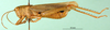 CollectionObject 1500264; d6d1cc3c-afba-4595-8d60-b1a11ac1a992, MfN 7121: male, lateral view (paralectotype). (CollectionObject).