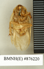 CollectionObject 1572911; fe19bca1-740d-4293-8a9c-124918b71978: Copyright Natural History Museum, London. Non-type (adult male) in BM(NH). Ventral view. (CollectionObject).