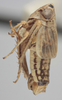Habitus, lateral view on Athysanella (Amphipyga) valla Blocker, 1990: Lateral. (Observation).