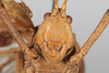 CollectionObject 1505723; 27ffbcd4-93cb-4900-9837-2677ce18f56c: male, anterior view (syntype). (CollectionObject).