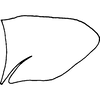 Pygofer, lateral view on Atanus loriatus Cheng, 1980: Pygofer, lateral view. (Observation).