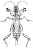 Neoscapteriscus borellii (Giglio-Tos, 1894): Fig. 215 (after R. & H.). male, dorsal view (Scapteriscus acletus). (Otu).