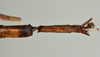 CollectionObject 1561452; USNM(SF IMPORT DUPLICATE) 7348, 4ff01786-ae5b-4855-99ed-4e59e6f66f97: copyright USNM, Washington. female, end of abdomen: ventral view (holotype). (CollectionObject).