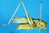 CollectionObject 1572220; 72a96253-4660-4fc2-b805-0a998261ef08: male, lateral view (paratype of Vichetia helleri). (CollectionObject).