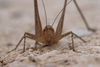 Rhacocleis germanica (Herrich-Schäffer, 1840): female in frontal view (from Croatia: Korcula Isl.). (Otu).