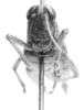 CollectionObject 1525992; ea4421ed-a580-4c30-956c-15dd633ef581: female, frontal view (allotype). (CollectionObject).