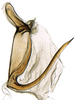 Aedeagus, lateral view: Adama amalthusia, aedeagus, laterally (INHS). (Observation).