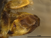 Pygofer, lateral view: !! display not done !! on Scaralina marmorata (Spinola, 1839): (Observation).