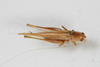 CollectionObject 2396761; 33d923b4-d82a-4525-9519-088de10081a9: female, dorsal view (syntype). (CollectionObject).