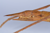 CollectionObject 1557231; afeebaae-379e-463d-bc14-7cc056aab3a8: copyright NHMB, Basel. female: end of abdomen, lateral view (syntype). (CollectionObject).;CollectionObject 1557232; 2b50f075-48ad-4d8a-b9c4-87f8fc2837f9: copyright NHMB, Basel. female: end of abdomen, lateral view (syntype). (CollectionObject).