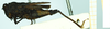 CollectionObject 1587065; a6f3e888-3f1e-4750-9998-c02015bf5842, NHMUK010924792: female, lateral view (Paratettix scaber var. ugandensis). (CollectionObject).