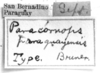 CollectionObject 1521503; 411967a8-7cb6-4103-96b6-a93426035115: Image Carbonell, C.S. labels (holotype). (CollectionObject).