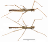 CollectionObject 2708674; c2969e69-840d-4704-b9b6-6099b5f808aa: copyright UFVB. male (paratype). (CollectionObject).;CollectionObject 2708675; 150daa99-7297-4d16-950a-0061267e45b9: (CollectionObject).