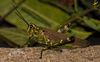 CollectionObject 1849080; 5ab31f1d-5def-41c3-bc5d-b713cfe2a985, Unioeste Cascavel K-0290: Female, in vivo. Lateral view. (CollectionObject).