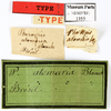 CollectionObject 1587370; MNHN(SF IMPORT DUPLICATE) MNHN-EP-EP1955, 340a4254-a373-40e1-ab83-36c7c1d7d37a: CC BY-NC-ND 4.0/MNHN - Depraetere Marion - 2014. Syntype, female, of atomaria Blanchard, 1837. Specimen number: MNHN-EP-EP1955. http://coldb.mnhn.fr/catalognumber/mnhn/ep/ep1955. (CollectionObject).