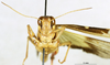 CollectionObject 1507074; e2629f85-d3fe-490d-950c-5b806ab5681e: male, frontal view (holotype of Gastrimargus floresensis). (CollectionObject).
