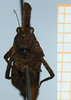 CollectionObject 1506050; 5da70917-9c22-4891-8736-d35cb3394e2a: female, frontal view (syntype). (CollectionObject).