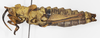 CollectionObject 1523771; 5e6b8022-9476-4162-93b7-5ac9777c15d6: female, lateral view (holotype of Parapetasia calabarica). (CollectionObject).