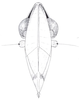 Head on Cixidia (Epiptera) mersinica (Dlabola, 1987): (Observation).