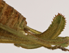 CollectionObject 1534724; 145d6574-663e-4e06-b65b-11799f757cbd: female ovipositor (allotype). (CollectionObject).