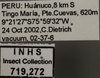 Other on Dilobopterus demissus (Fabricius, 1803): Labels. Labels for the specimen used for the dorsal, lateral and face images. (Observation).