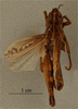 CollectionObject 1519755; 94fa1606-ac2b-4973-b895-21b90acb5c65: male, dorsal view, (syntype). (CollectionObject).