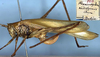 CollectionObject 1532428; 697e4885-e804-4478-91cc-c5fe4e95305a: female, lateral view (holotype). (CollectionObject).