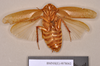 Poeciloderrhis ferruginea (Brunner von Wattenwyl, 1865): Holotype, female, ventral. BMNH(E)#878062. (Otu).